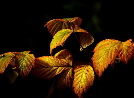 fall leaves